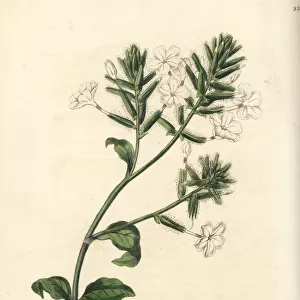 Ceylon leadwort or doctorbush, Plumbago zeylanica