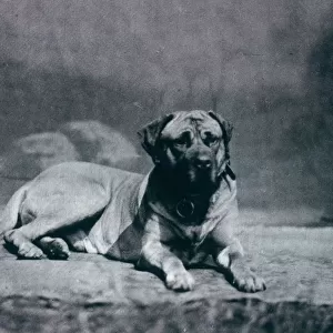 CHAMPION-COLONEL Dog owned by Richard Alston Date: 1879