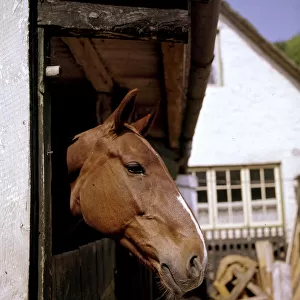 Chestnut horse with white stripe looking over a stable door