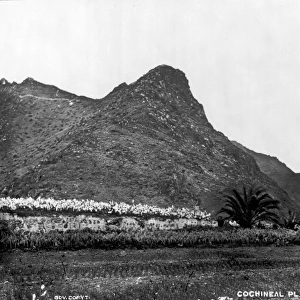 Cochineal Plantation, Tenerife 1873