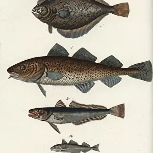 Cod, hake, plaice and haddock