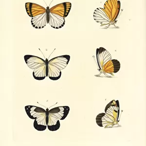 Common dotted border, western dotted border