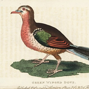 Common emerald dove, Chalcophaps indica