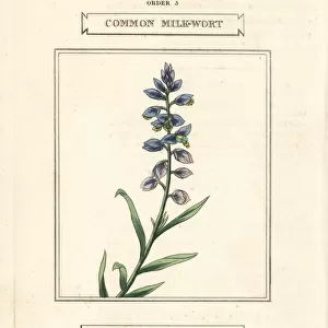 Common milkwort, Polygala vulgaris