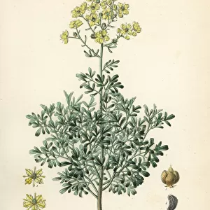 Common rue or herb of grace, Ruta graveolens