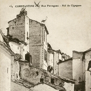 Constantine, Algeria - a stork nest on Perregaux Street
