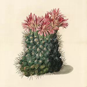 Copious flowering mammillaria cactus, Mammillaria floribunda