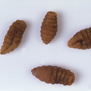 Cordylobia anthropophaga, tumbu fly larvae