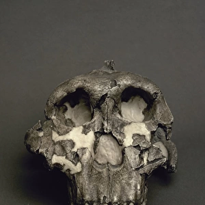 Cranium of Paranthropus boisei, named Dear Boy. 1, 8
