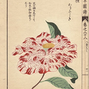 Crimson-flecked white camellia, Kara nishiki