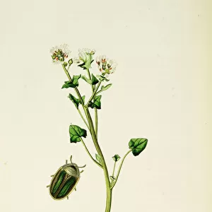 Curtis British Entomology Plate 127