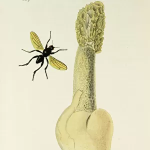 Curtis British Entomology Plate 469
