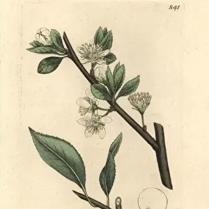 Damson plum, Prunus domestica subsp. insititia
