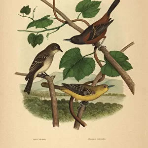 Eastern wood pewee and orchard orioles