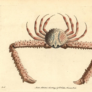 Elbow crab, Parthenope longimanus
