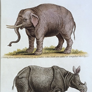 Elephas maximus, Asian elephant & rhinoceros