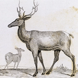 Elk. Artiodactyl mammal deer