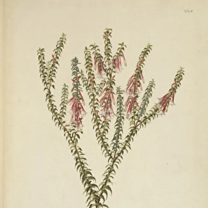 Epacris longiflora, fuschia heath