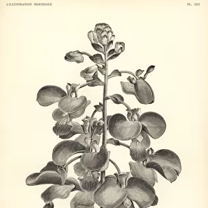 Eulophia bouliawongo orchid