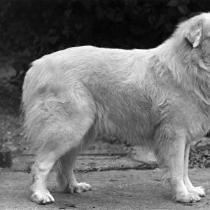 FALL / PYRENEAN DOG / 1950