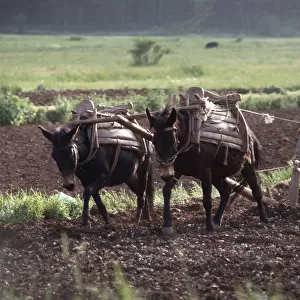 Farmer ploughing using two working mules Njegusi, Montenegro