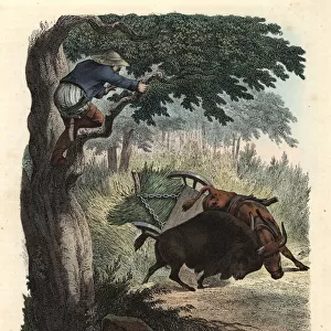 Farmer up a tree watching a buffalo fight a bull