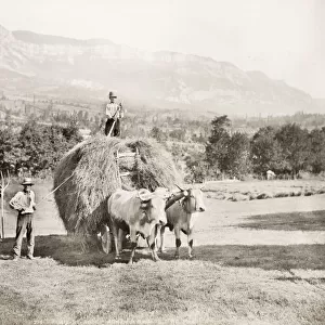 Farming, farmers, agriculture, bringing in hay on a wagon, France