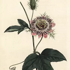 Fringed-leaved passionflower, Passiflora ciliata