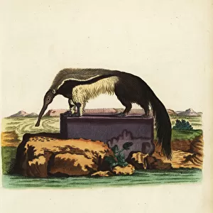 Giant anteater or ant bear, Myrmecophaga tridactyla