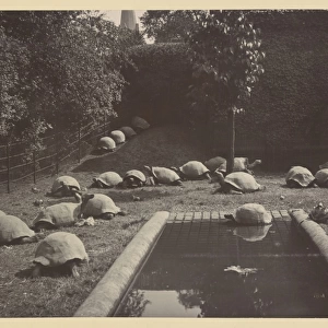 Giant tortoises at Tring Park