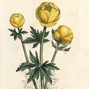 Globe flower, Trollius europaeus