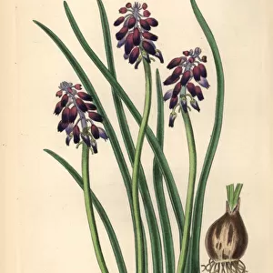 Grape hyacinth, Muscari commutatum