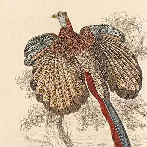 Great argus pheasant, Argusianus argus