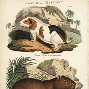 Guinea pig, Cavia porcellus, and capybara