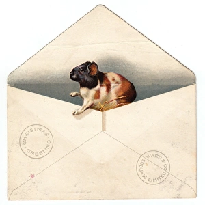 Guinea pig in an envelope on a Christmas card