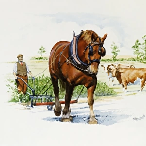 A heavy horse pulls a light plough