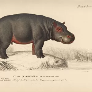 Hippopotamus, Hippopotamus amphibius (vulnerable)