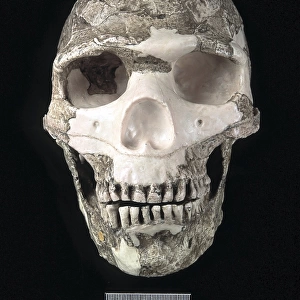 Homo sapiens cranium (Skhul 5)