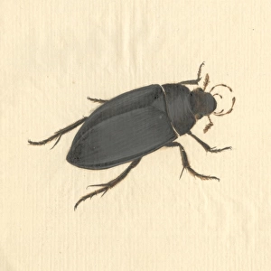 Hydrophilus piceus, great silver water beetle