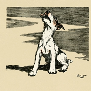 Illustration by Cecil Aldin, puppy howling