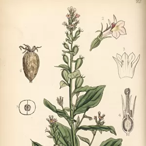 Indian tobacco, Lobelia inflata