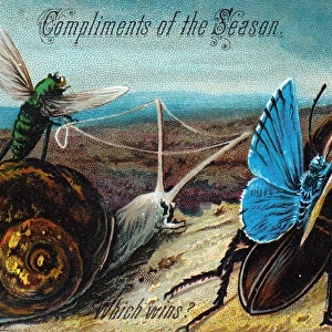 Three insects and a snail on a Christmas card