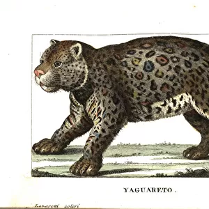 Jaguar or yaguarete, Panthera onca