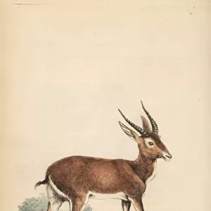 Kob, Kobus kob (Antilope adenota)
