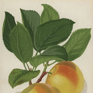 Landsberger Reinette apple variety, Malus domestica
