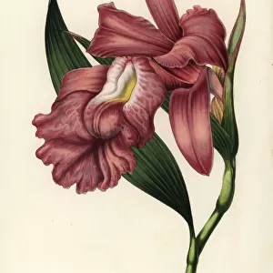Large-flowered sobralia orchid, Sobralia macrantha