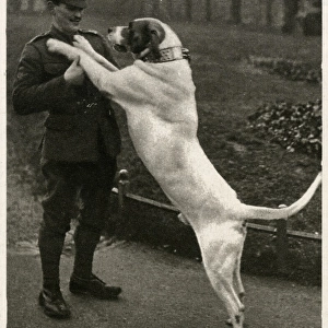 Leo, WW1 great dane dog mascot, 1916