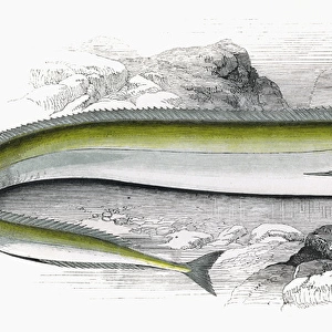 Lepidopus caudatus, or Scabbard Fish