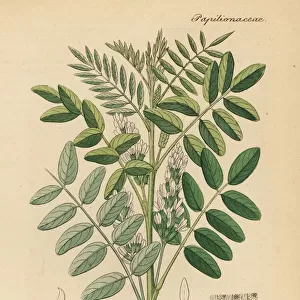 Licorice or liquorice, Glycyrrhiza glabra