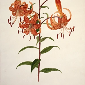 Lilium sp. lily